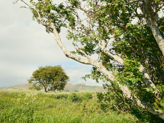 Fototapeta premium Wild grass with flowering plants and green tree against hills