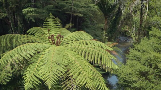 Shot of punga ferns in tropical rainforest, New Zealand 