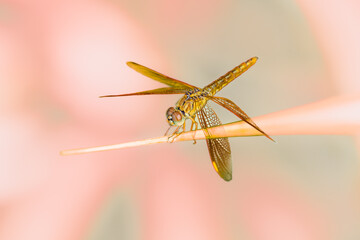 Macro Series : Brown dragonfly sitting on a leaf in nature.