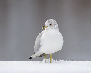 Ring-billed Gull standing on snowy ground in winter 