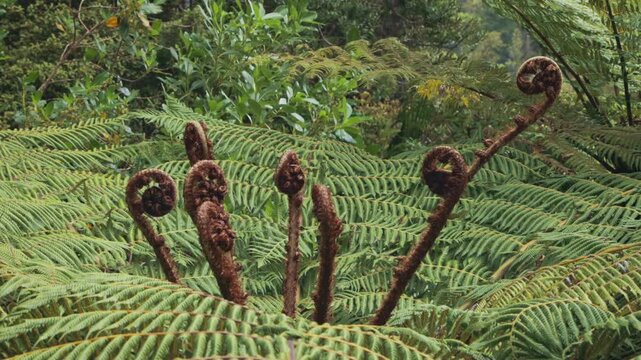 Close up shot of koru fronds in a New Zealand rainforest interior