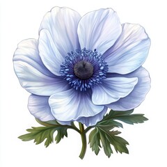 Obraz premium Detailed Illustration of An Anemone Flower
