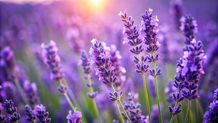 Obraz premium Close-up view of lavender flower in full bloom at a tilted angle