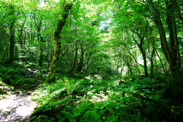 fine spring path in the gleaming sunlight
