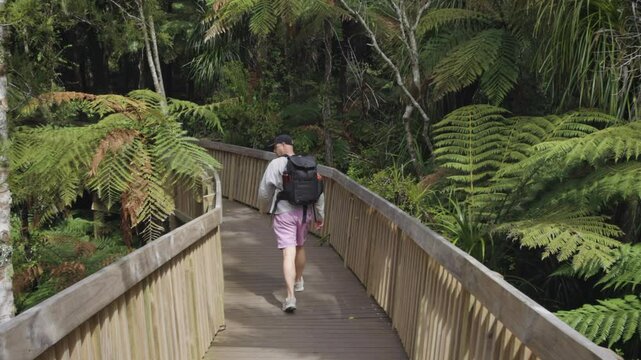 Hiking on trail through rainforest interior, Cascades Kauri walk, New Zealand