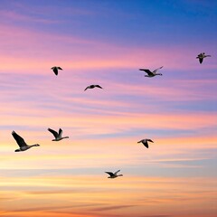 Fototapeta premium Birds flying in the sunset sky