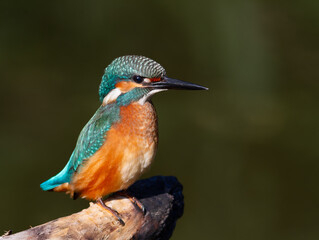 Common kingfisher, Alcedo atthis. A bird sits on a snag above the river, waiting for prey