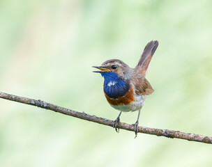 Bluethroat, Luscinia svecica. A bird sits on a branch and sings