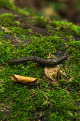 A close-up view of a slug moving through lush green moss on a log in a forest during a sunny afternoon