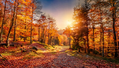 Fototapeta premium Gorgeous, bright and beautiful autumn landscape in the forest with a path