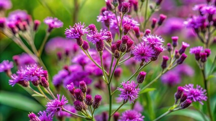 Little Ironweed Grass flowers in the garden High Angle