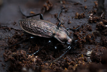 Ground beetle, carabus granulatus, on the ground
