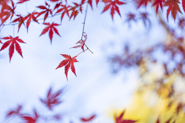 青空と黄色いボケを背景にした赤いもみじの葉
