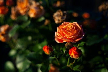 Beautiful sunset over wild floral