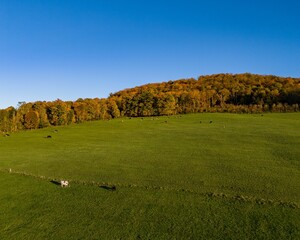Fototapeta premium Aerial view of meadow with cows and autumn forest.