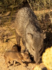 Javelina family foraging in the desert
