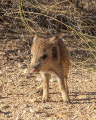 Young Javelina in Desert Habitat