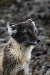 Glowing arctic fox travels across the tundra, Canadian Summer