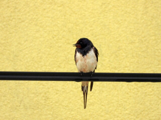 swallows with offsprings sitting on the wires