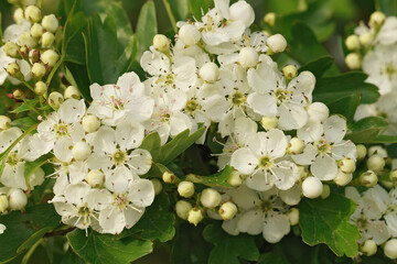 Closeup shot of a white blooming common hawthorn shrub, Crataegus monogyna