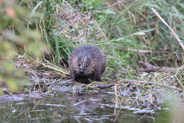 young European beaver Swabian Alb Baden Wuerttemberg Germany