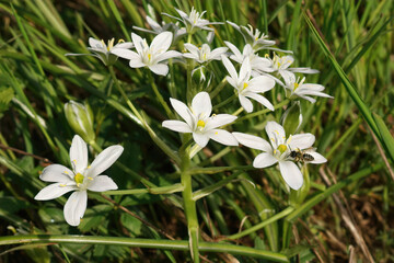 Closeup on a fresh flowering white garden star-of-Bethlehem wildflower, Ornithogalum umbellatum