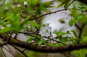 New spring buds blooming on tree branch with soft bokeh background under cloudy sky close up, horizontal