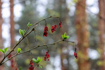 Old berries is hanging on tree branch with soft bokeh background under cloudy sky close up, horizontal