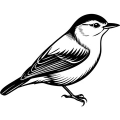 illustration of a nuthatch bird