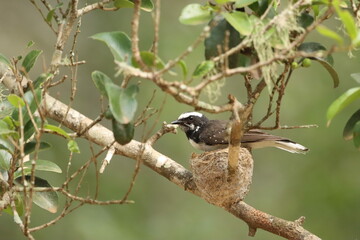 Nesting Bird. White Browed Fantail