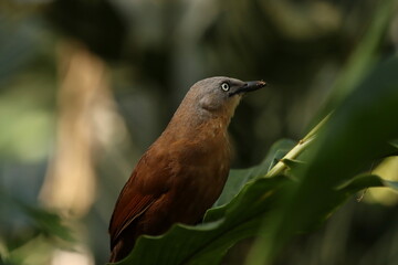 Bird on a branch. Ashy Headed Laughing Thrush. Endemic bird of Sri Lanka