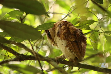 Reare Owl! Sri Lanka Bay Owl an endemic