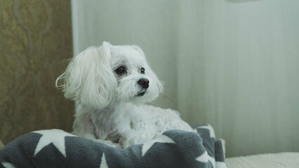 A white dog lies on the bed and looks away.