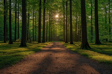 Fototapeta premium Sunbeams Illuminating a Path Through a Dense Forest