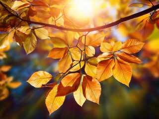 Fototapeta premium Autumn leaves in the sun