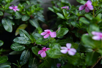 Close up of Catharanthus roseus flower, Cape periwinkle, Madagascar periwinkle, periwinkle, nayantara flower image.