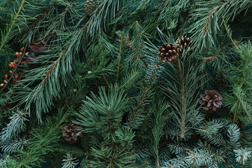 Assorted green Christmas conifer branches for a festive background.