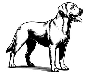 Hand drawn cute Labrador retriever, vector sketch isolated on white background, SVG vector
