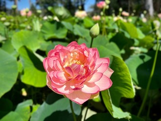 Vibrant pink lotus flower in full bloom.