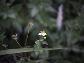 Small flower