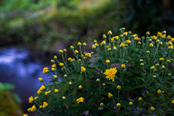 咲き始めた菊の花