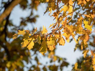 oak tree branch with yellow autumn leaves