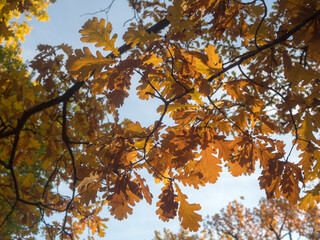 oak branches in autumn