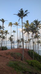Obraz premium Coconut tree hill in Mirissa, Sri Lanka