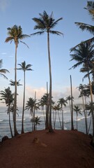 Fototapeta premium Coconut tree hill in Mirissa, Sri Lanka