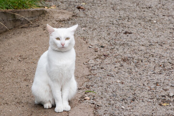 White female cat sitting on the ground closeup