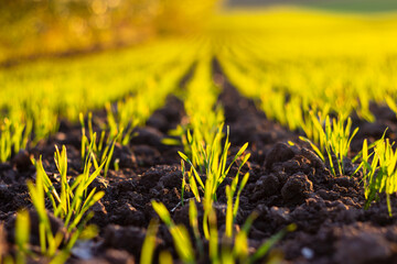 Emergence of rye sprouts on an industrial field. Rows of planted wheat stretch very far