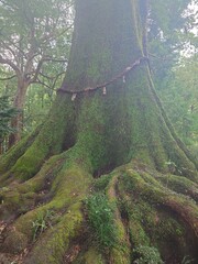 水屋神社の大楠さんご神木