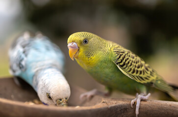 Blue and white budgerigar. Pets concept and domestic birds.
