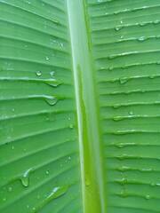 Background texture green leaf with drops, banana leaves in the morning 